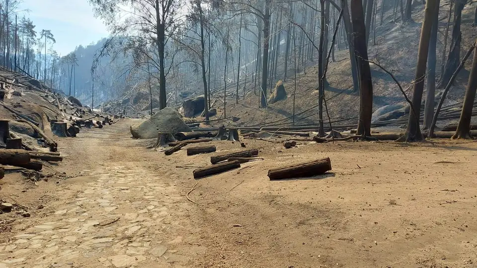 Verbrannter Wald nach dem Brand von 2022